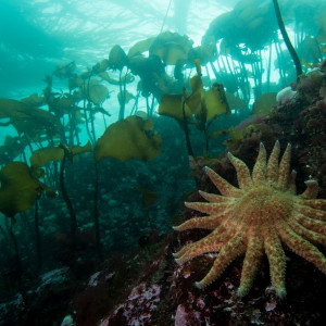 A sunflower sea star (Pycnopodia helianthoides) and other life supported by the kelp forest.