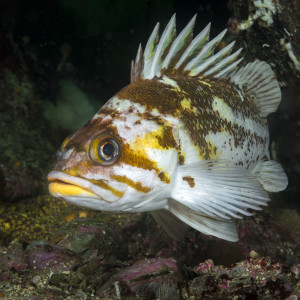 A copper rockfish (Sebastes caurinus).