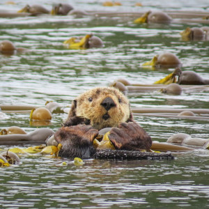 A sea otter (Enhydra lutris) floating among kelp.