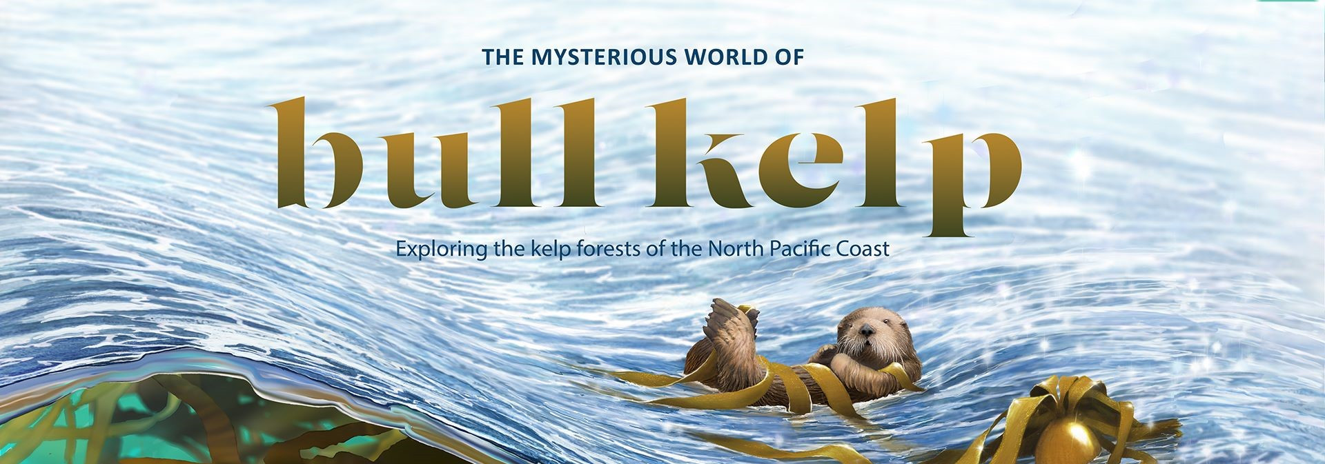 Banner image on home screen of 'The Mysterious World of Bull Kelp' webstory