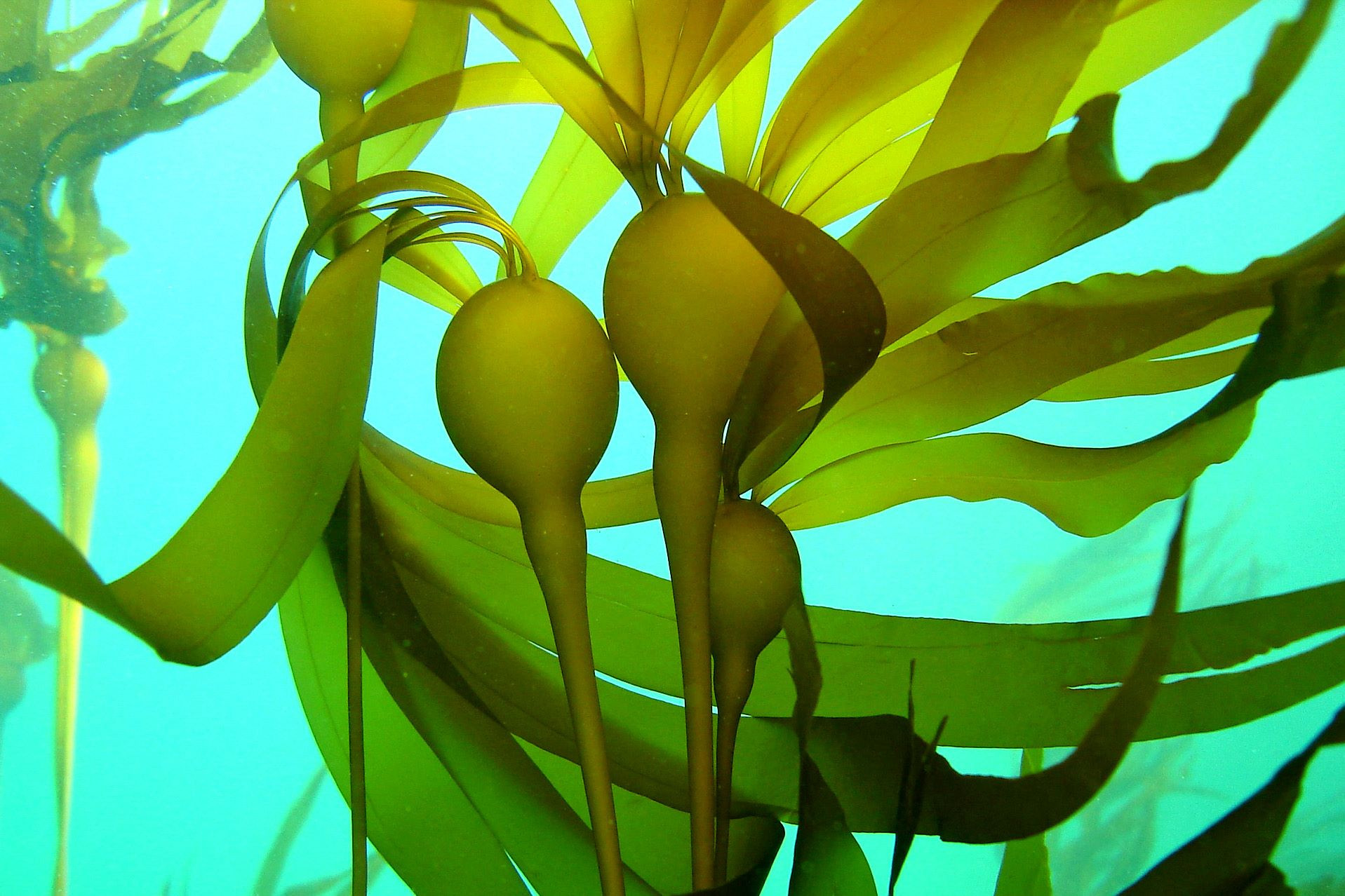 The Mysterious World of Bull Kelp: Explore a New and Stunning Web-Based Story that Celebrates the Kelp Forest of the North Pacific Coast