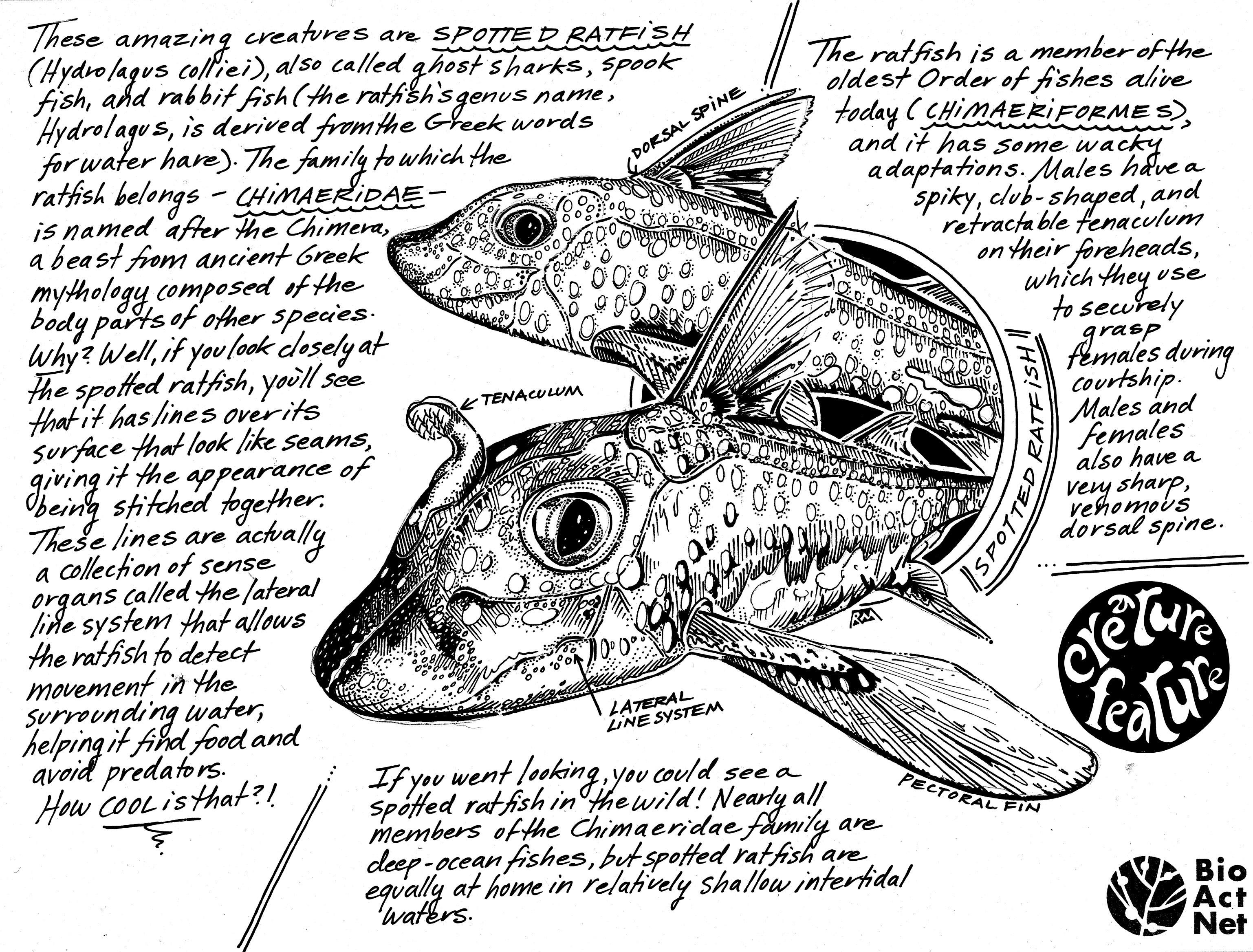 cf-spotted-ratfish-coloring-sheet-final_1200dpi.jpg