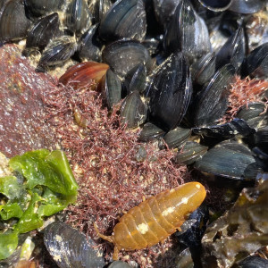 A kelp isopod among some mussels at Qw'xwulwis (Cable Bay), Galiano.