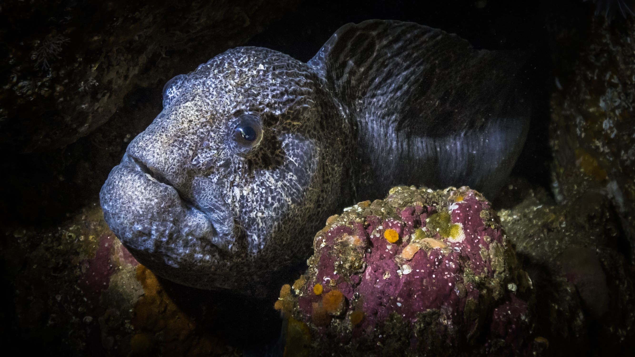 Wolf eel