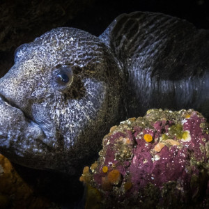 Wolf eel