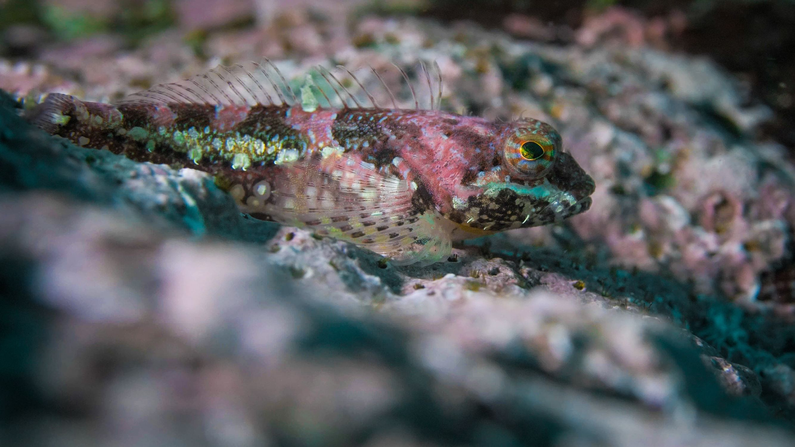 Sculpin.