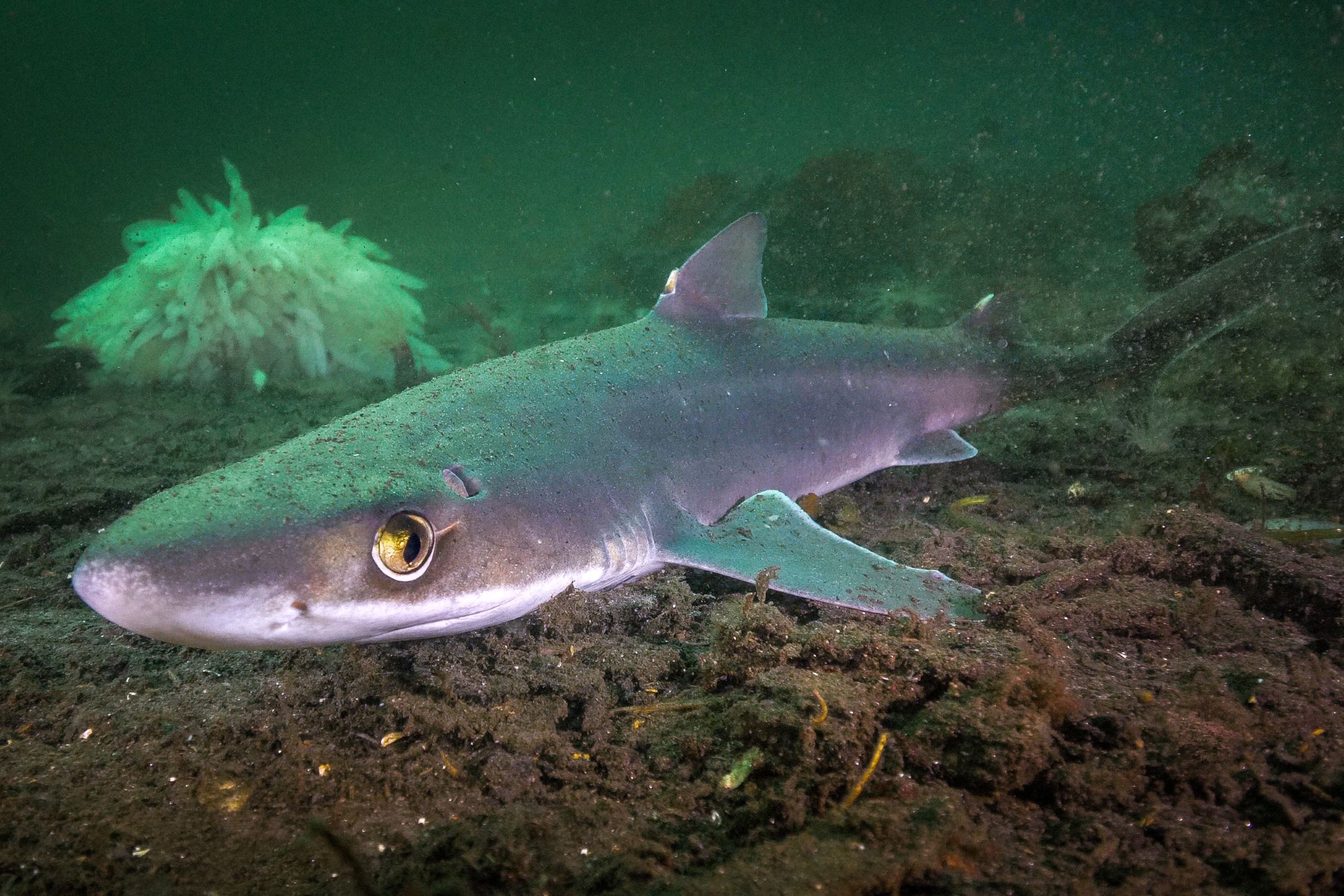 Pacific spiny dogfish