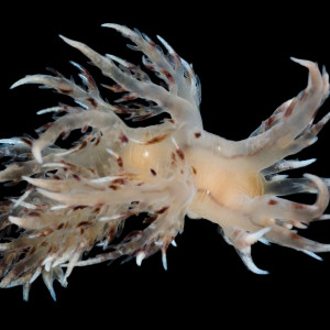 Giant dendronotid nudibranch
