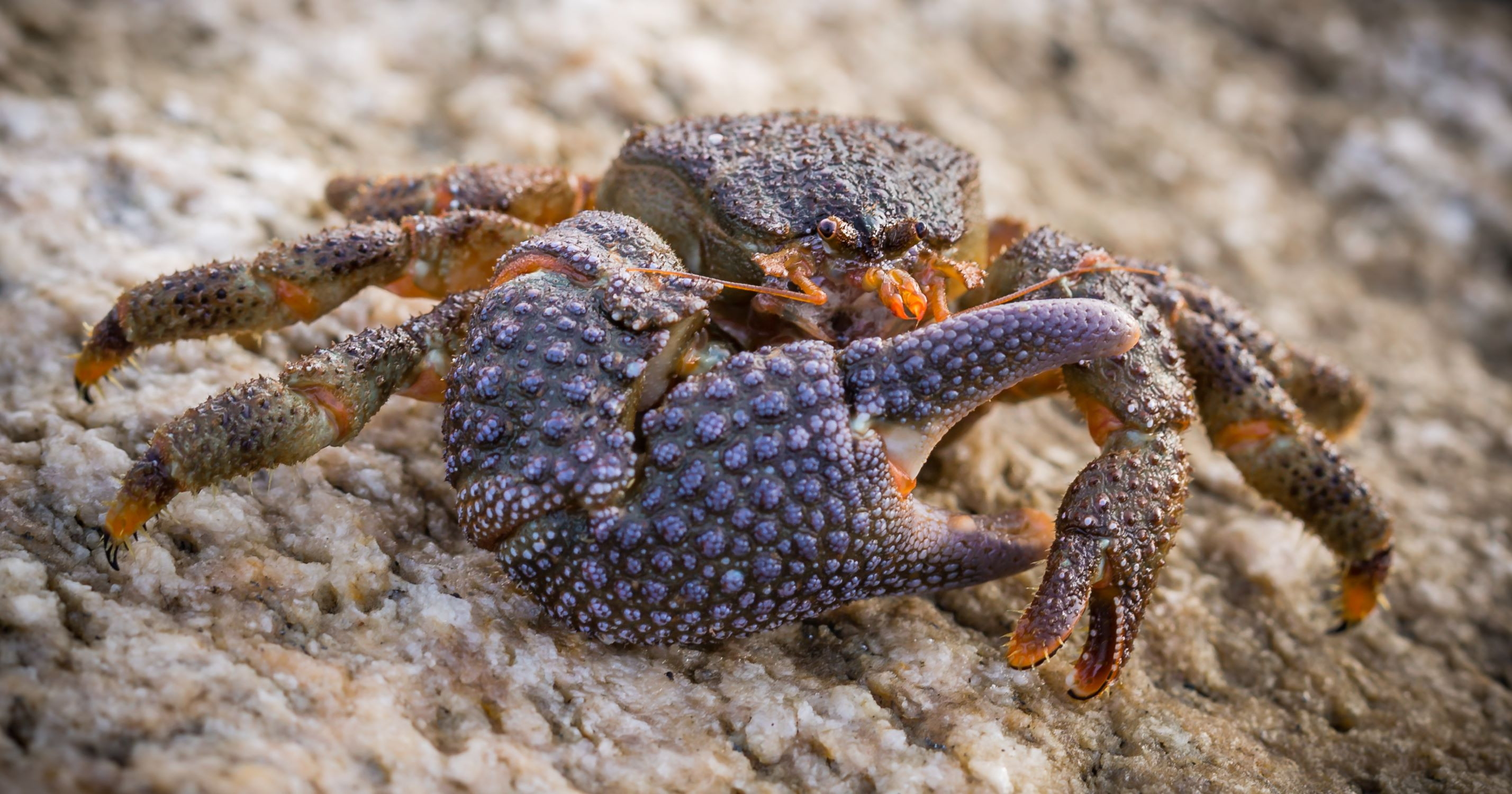 Granular claw crab