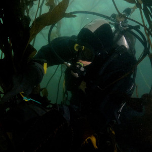 Diver surveying kelp