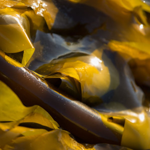 Bull kelp close up