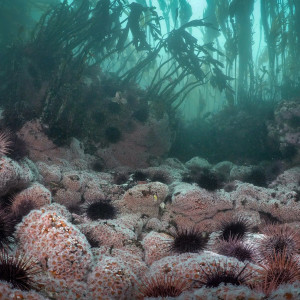 Urchins and kelp