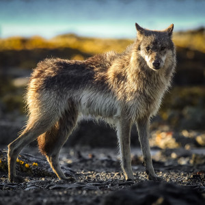 Coastal wolf