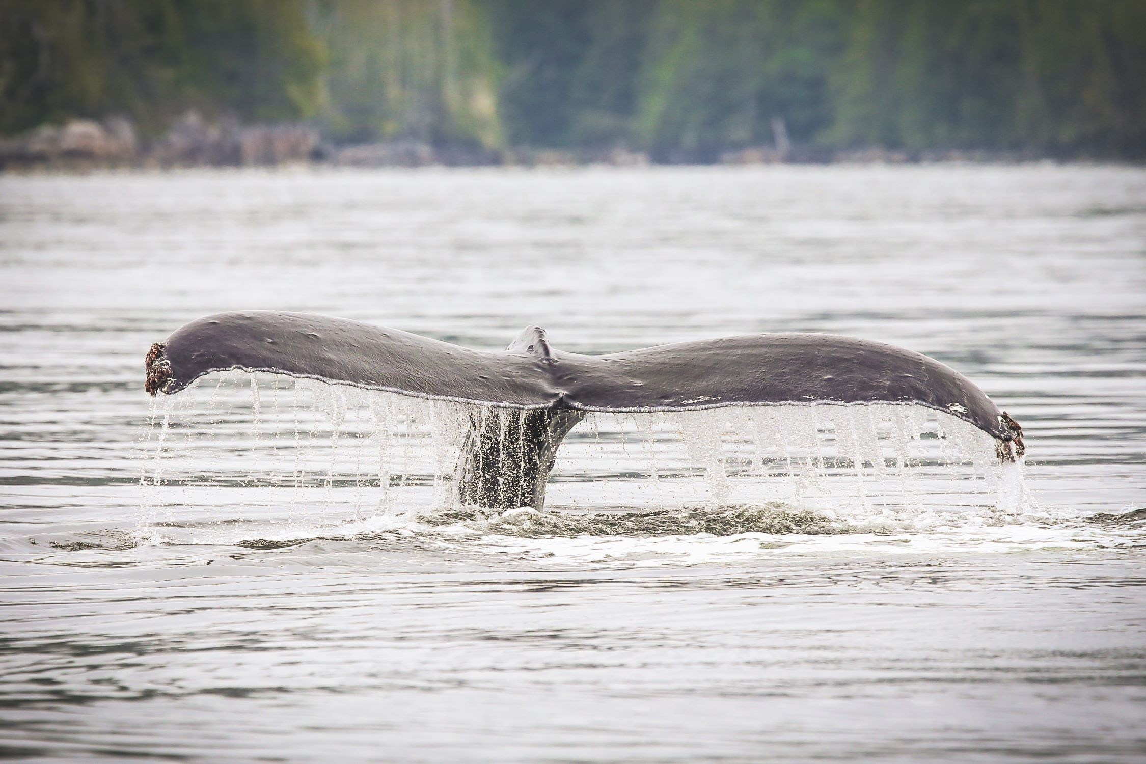 humpbacktail_josh_silberg.jpg