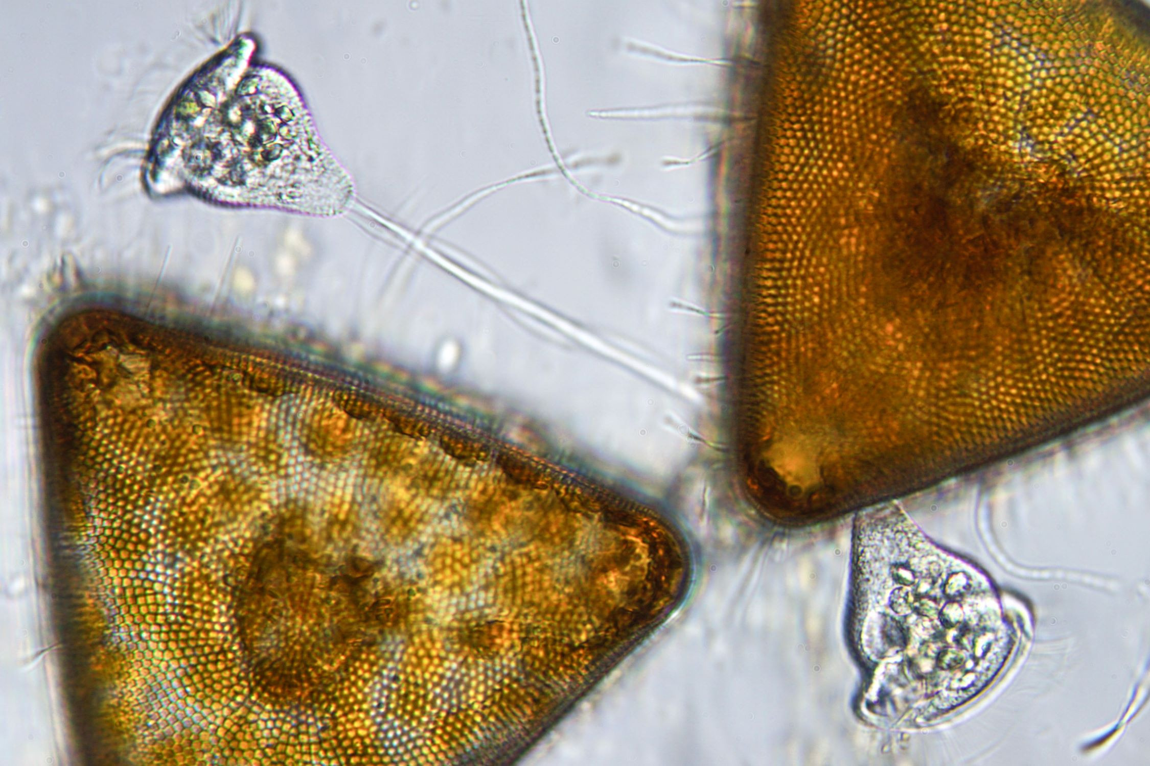 Ciliate on diatoms