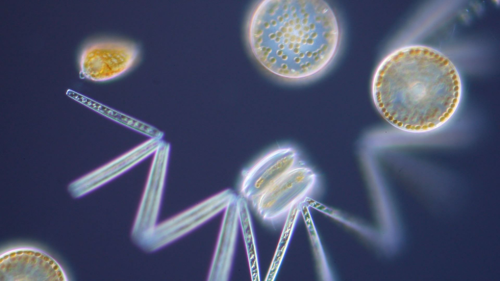 Phytoplankton up close