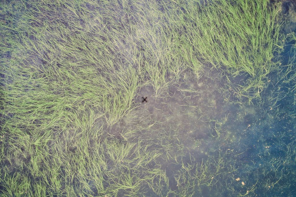 Seagrass with drone