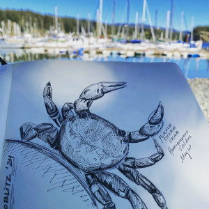 An field sketch of a purple shore crab (Hemigrapsus nudus) by Romney McPhie done at the Hakai Quadra Island BioBlitz 2024.