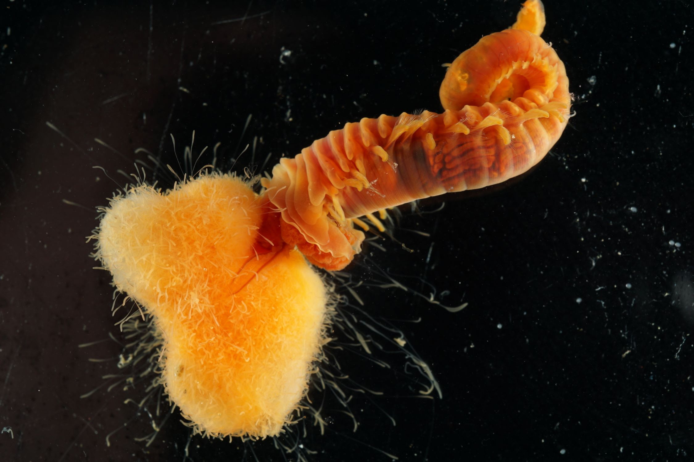 Polychaete named Octobranchus pacificus—affectionately dubbed the cheerleader worm due to its pom-poms of tentacles