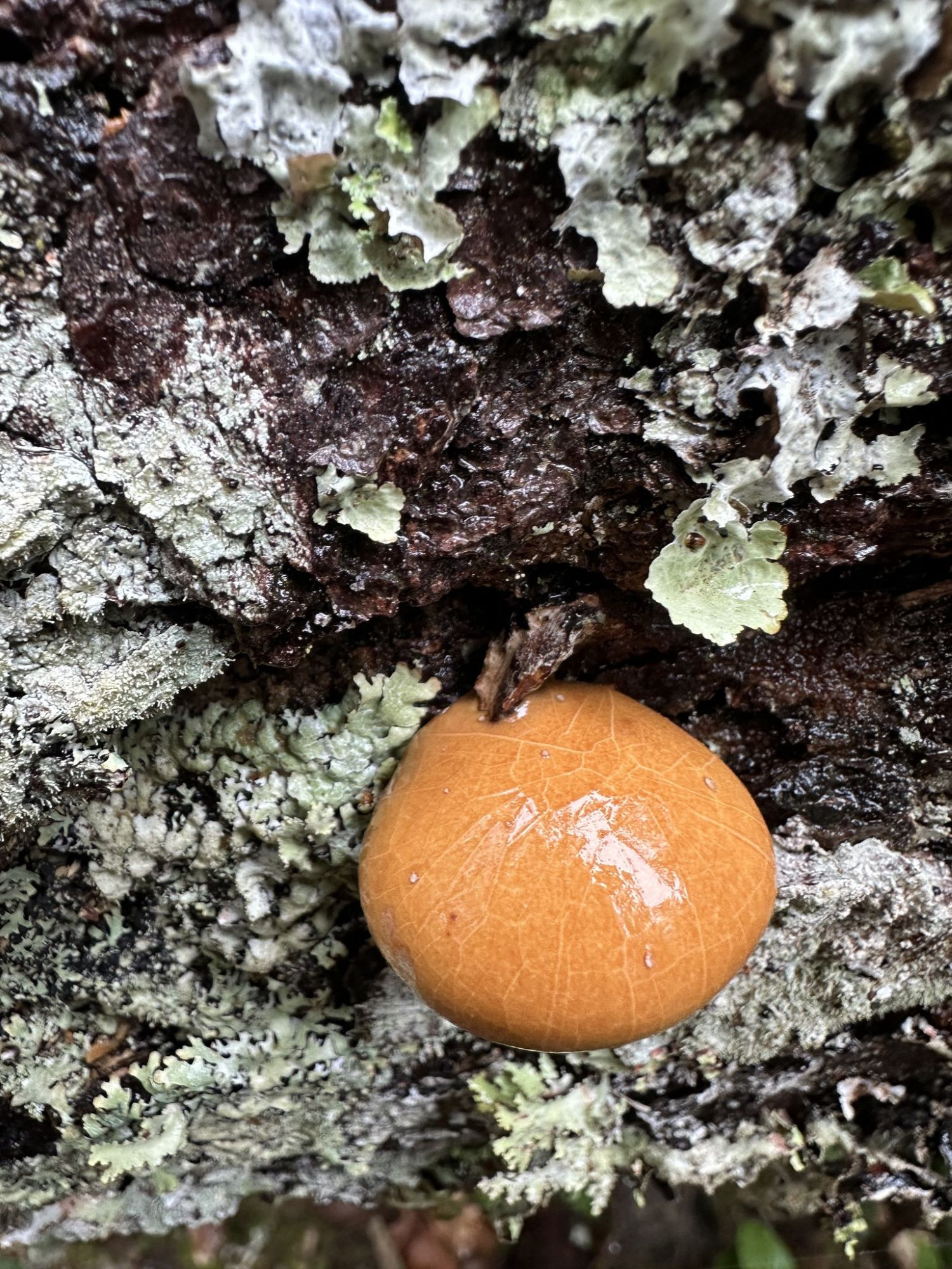 Polychaetes, Polypores, and Pooters: Findings and Fun at the Hakai Quadra Island BioBlitz 2024