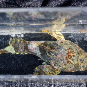 A great sculpin (Myoxocephalus polyacanthocaphalus) collected during the Hakai Quadra Island BioBlitz 2024.