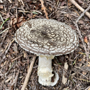 A western panther (Amanita pantherinoides) observed during the Hakai Quadra Island BioBlitz 2024's first week of surveying.