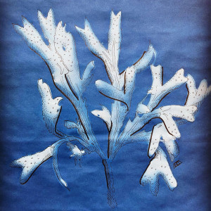 A cyanotype print and ink sketch created by artist/scientist Romney McPhie of The Hakai Institute at the Hakai Quadra Island BioBlitz 2024 show-and-tell at the Heriot Bay Inn.