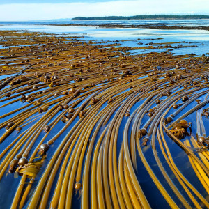 Bull kelp forest