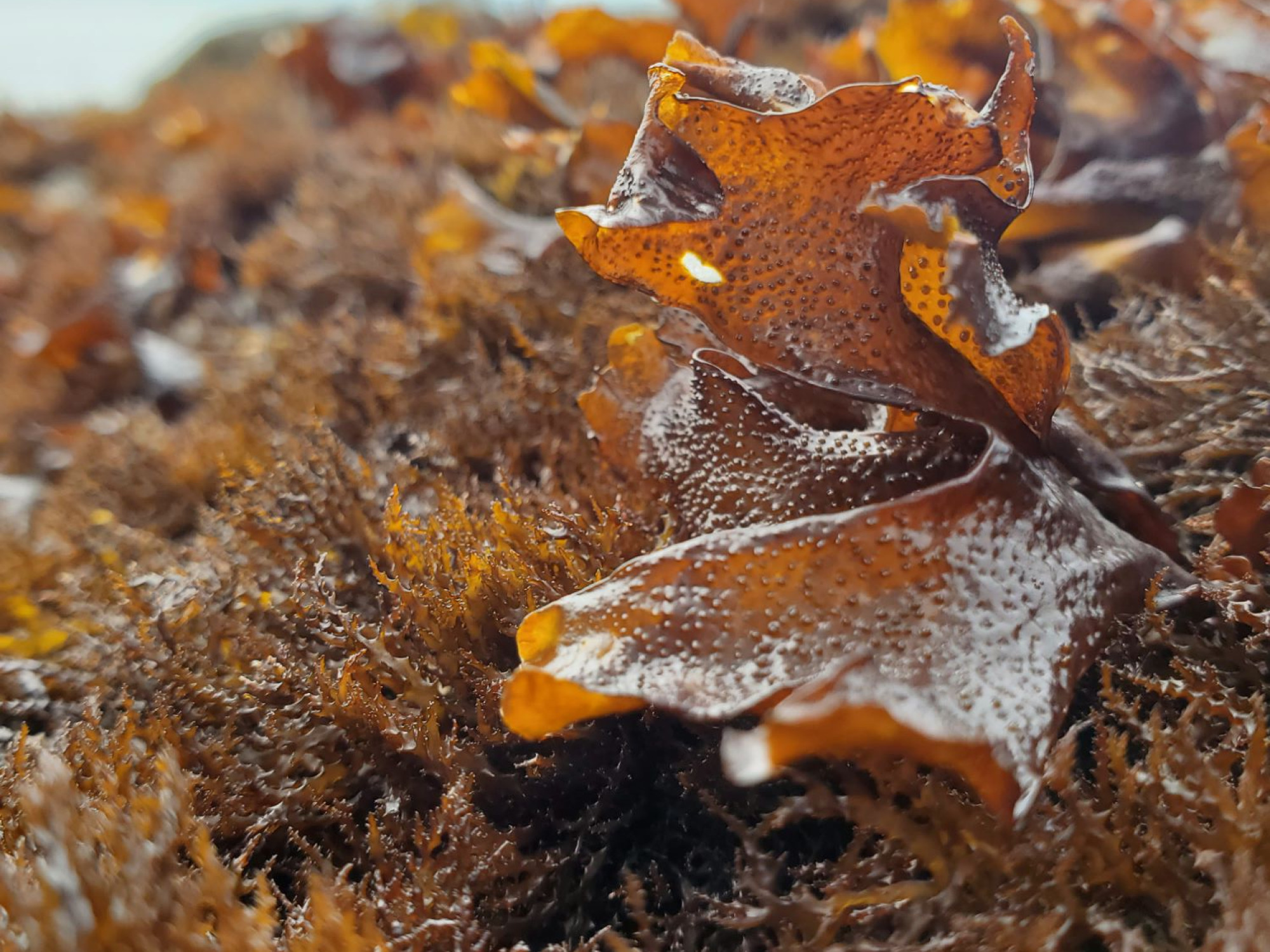 Red seaweed, San Juan Island