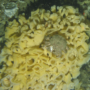 Cloud sponge and brown box crab
