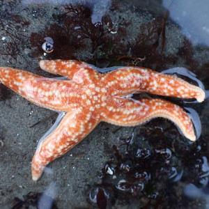 Mottled star, submitted to iNaturalist Marine Wildlife Health Project