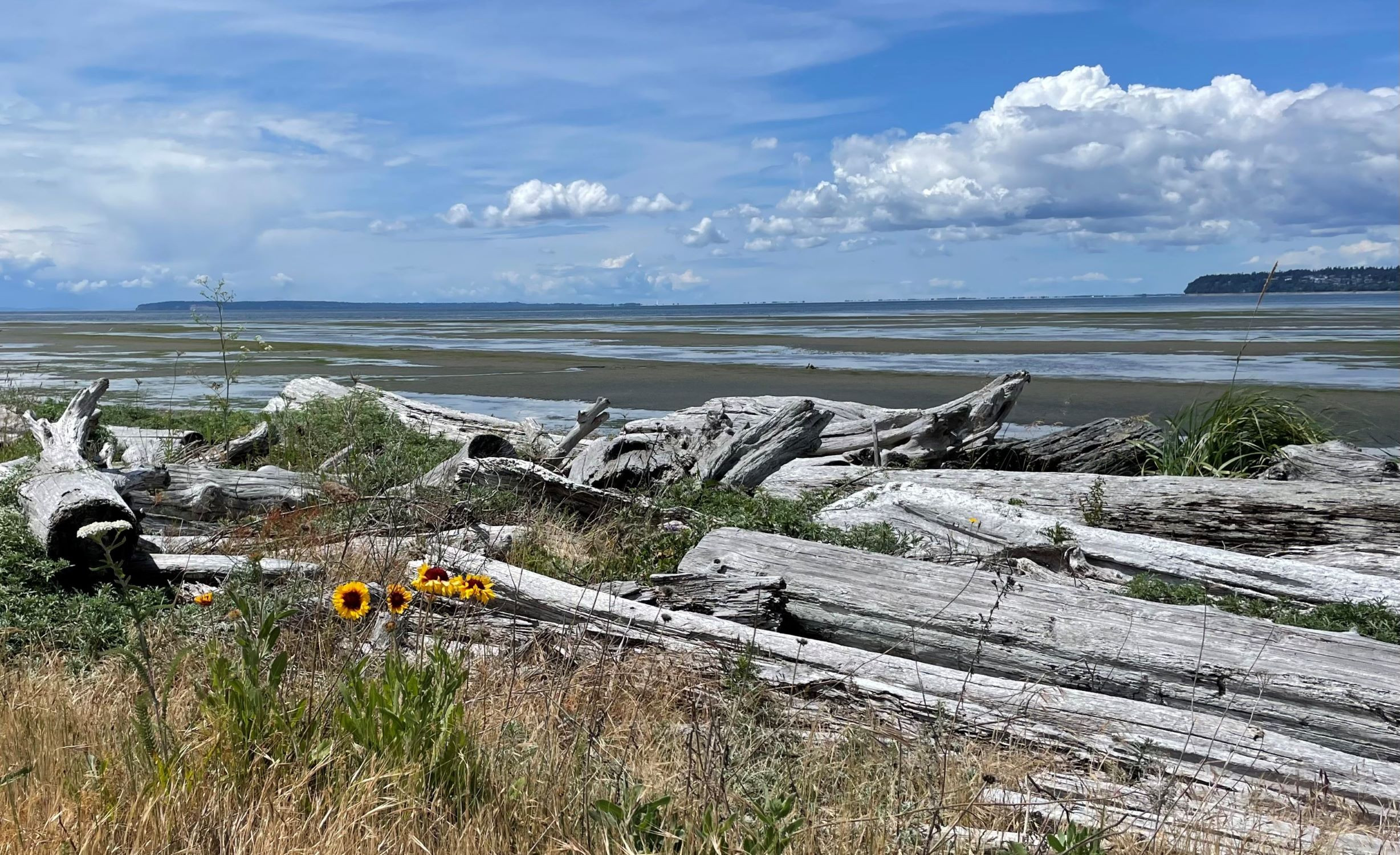 A look across the border towards Point Roberts from Semiahmoo at low tide