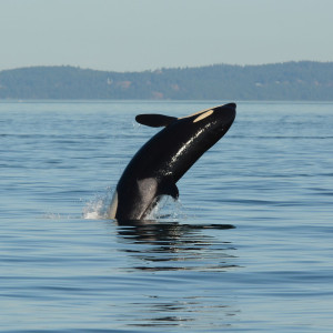 A young Southern Resident Killer Whale breaching.