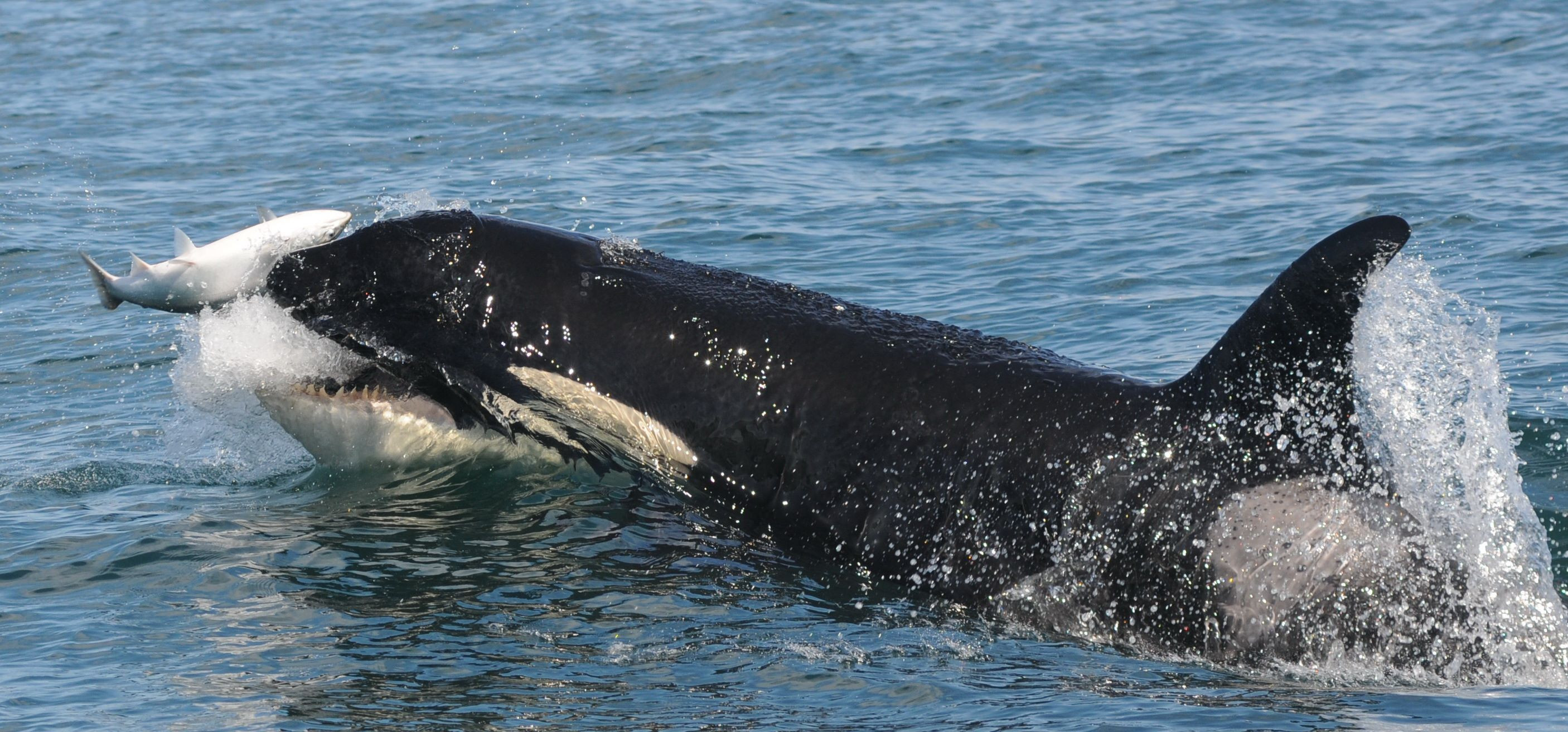 An orca eating a salmon.